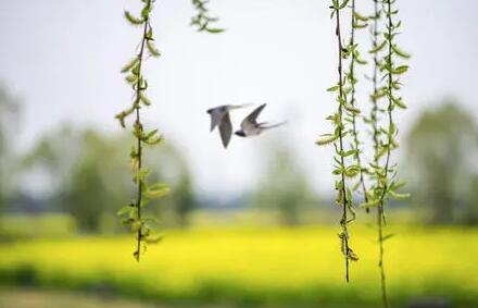 春天快过完了的句子文案