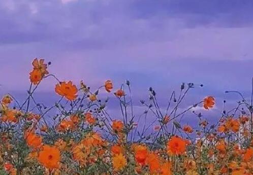 励志学习的句子文案