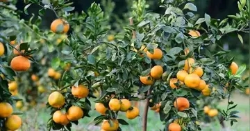 发朋友圈说水果很贵的说说文案