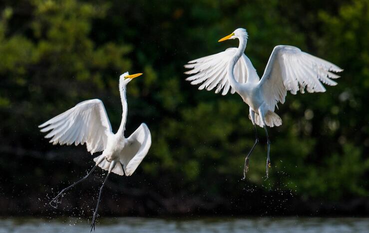描写白鹭的诗句文案大全