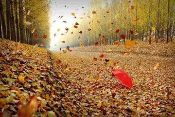 关于秋天的情感句子文案短句