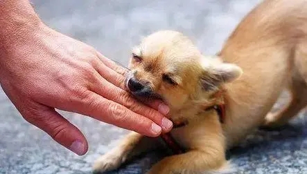 形容人是疯狗咬的句子文案