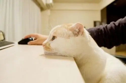 关于猫的治愈系简短句子文案