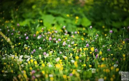 描写景色的好句子文案摘抄20字