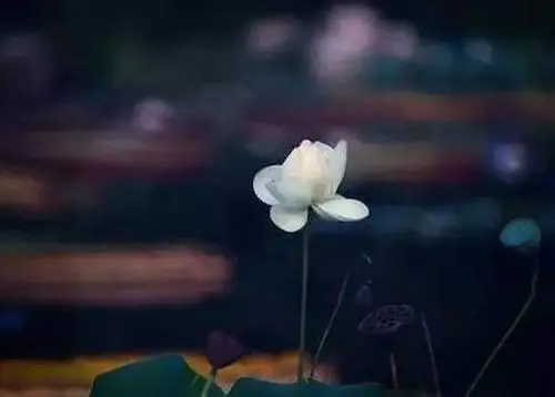 佛说放下一段感情的句子文案