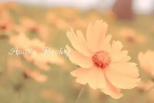 温暖可爱的句子文案唯美图片