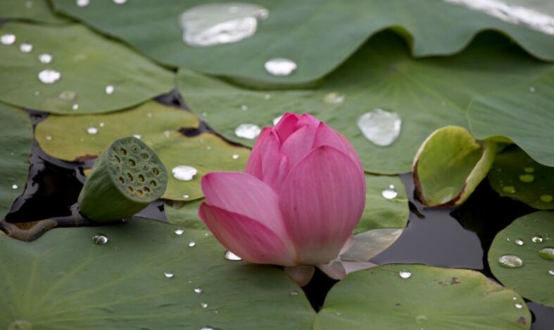 下雨后凉快的诗句文案