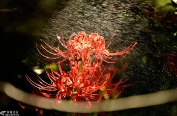 彼岸花伤感唯美句子文案