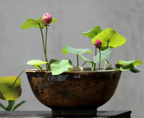 赞美盆景的诗词