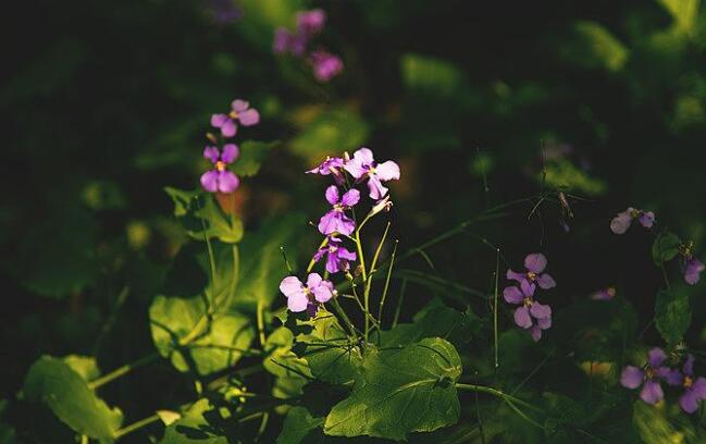 不辜负的爱情的句子文案