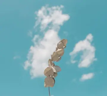 祝福别人心情好的句子文案