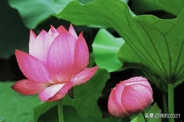 描述5月的古诗5字