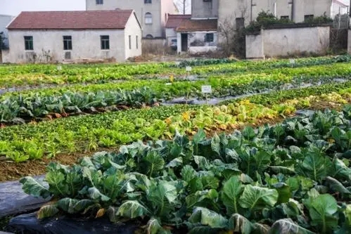 赞美自家的小菜园的说说文案