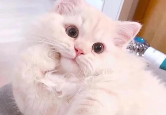 发猫照片朋友圈配文字