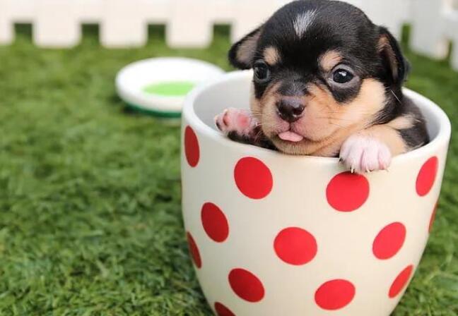 和狗狗感情深厚的句子文案