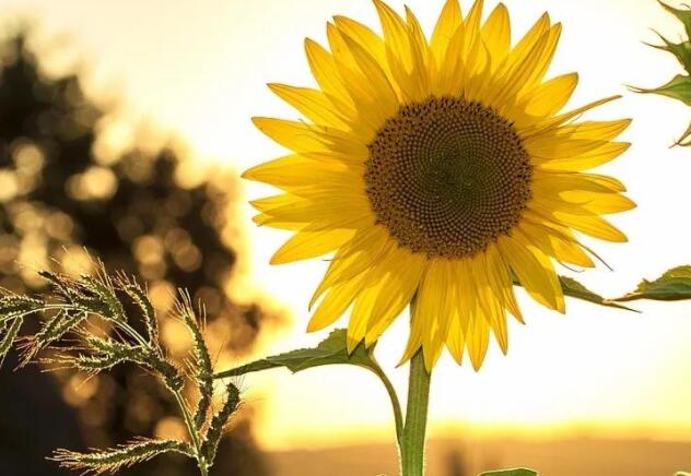 赞美向日葵的唯美句子文案