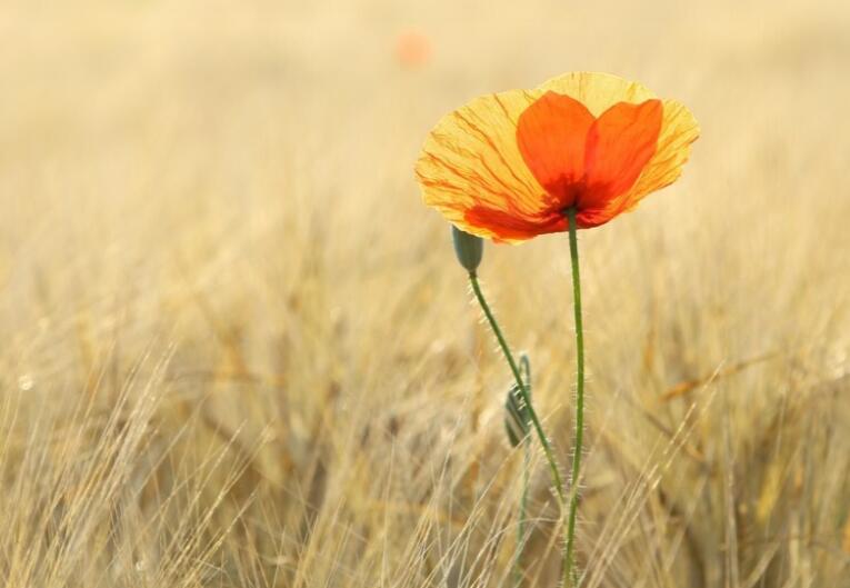 厚积薄发的励志语句文案