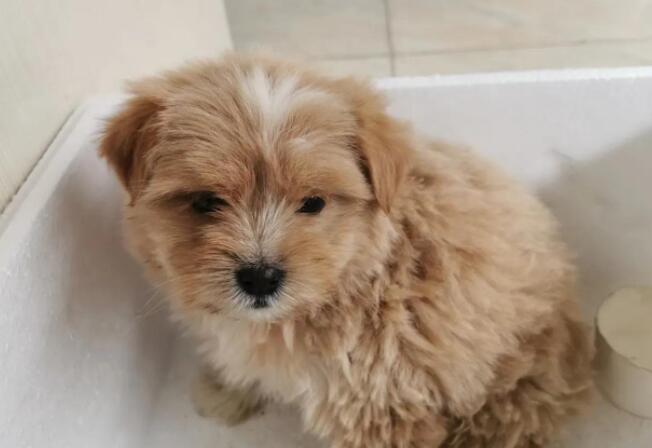 有些人不如狗的说说文案