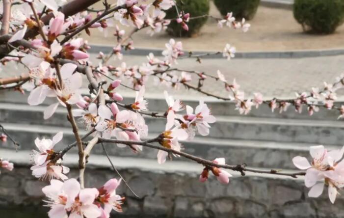 形容花海的唯美句子文案