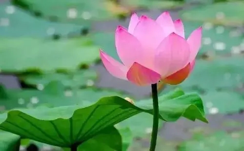 炎炎夏日的唯美诗句文案