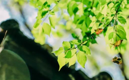 10个字美到心痛的句子文案