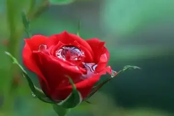 温馨清新甜美的句子文案