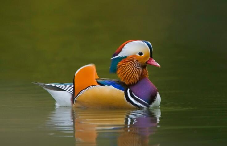 关于感情的经典语录文案