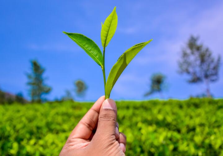 形容心境淡然与世无争的句子文案