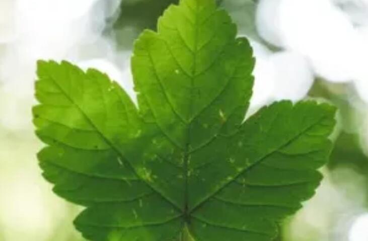 不辜负村民的信任的句子文案