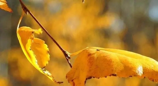 表达喜欢秋天的句子文案