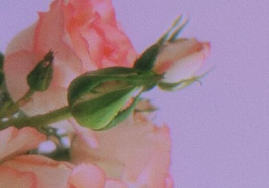 我爱你的情话文案