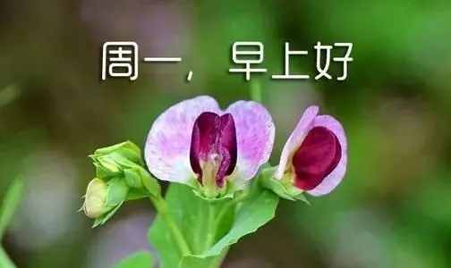 早上一句话问好