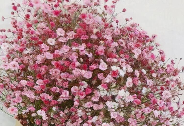 满天星的经典一句短句