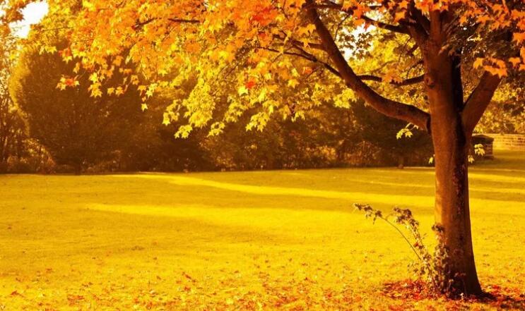 诗中带有秋字的诗句文案