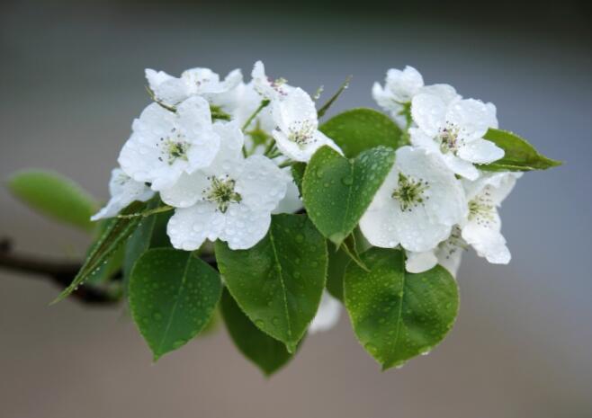 梨花颂的感慨说说文案