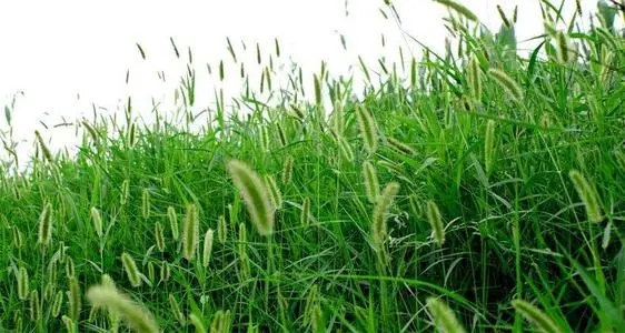 描写草地的优美句子文案