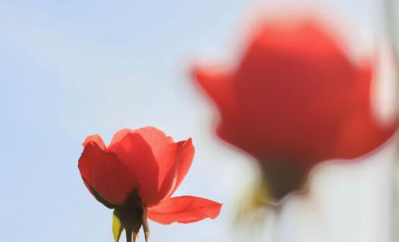 语言文字手抄报