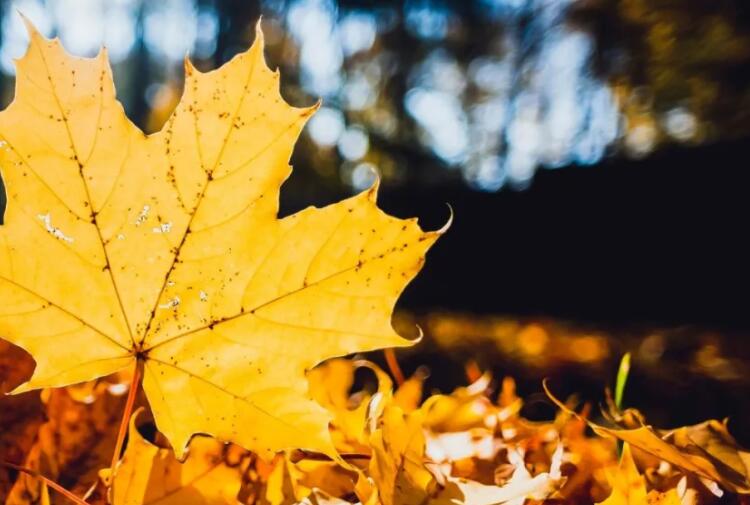 别把老实人当傻子名言