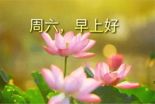 周末早安问候语简短