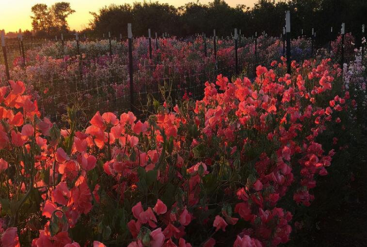 生活简单美好的签名