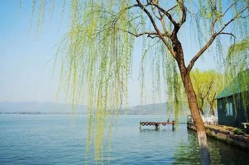 柳树的句子文案短句唯美