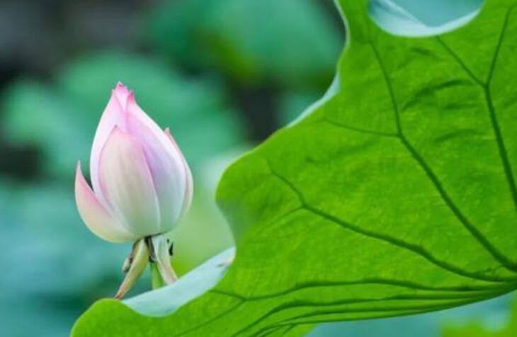 写荷花的诗句文案