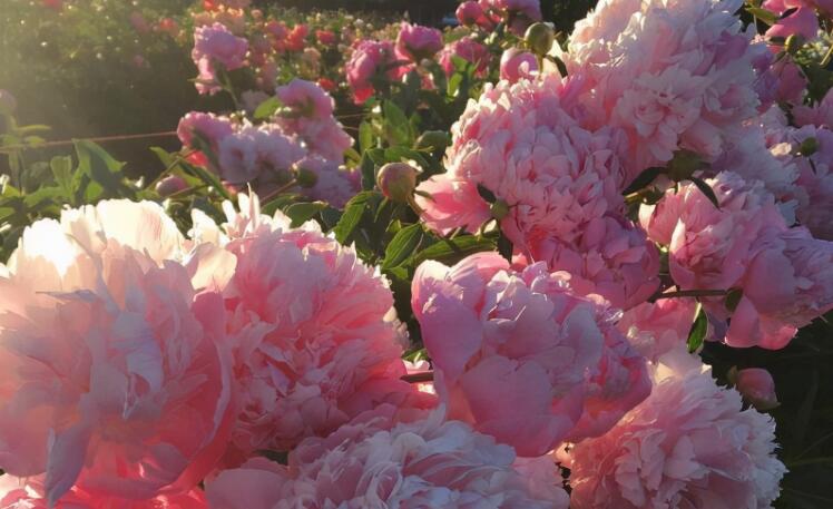 早上感言简单短句