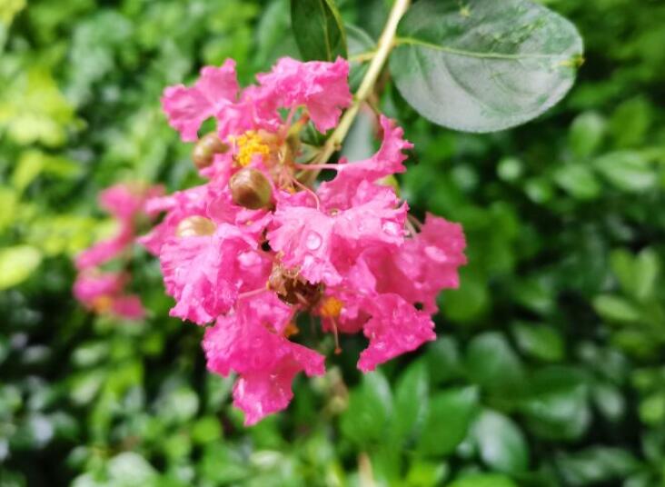 闻到花香的心情优美句