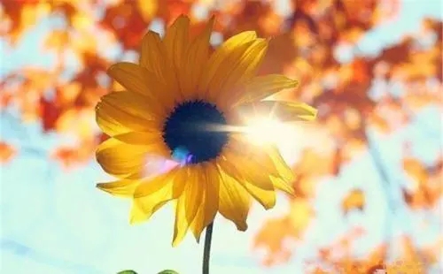 花朵努力绽放的句子文案