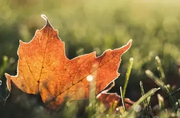 描写秋天一年级短句