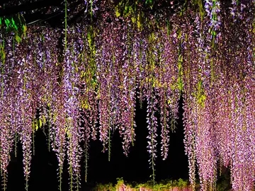 描写紫藤花的句子文案