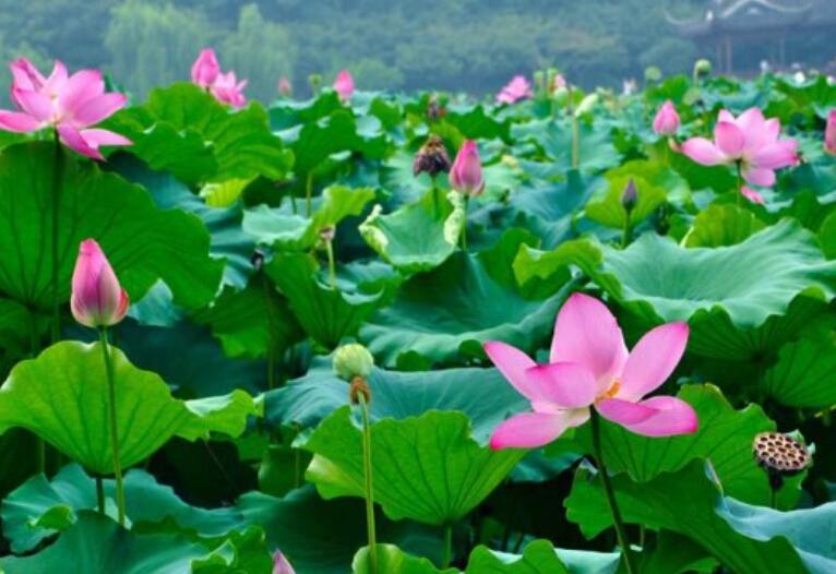 美丽造句一年级