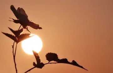 怎么形容亲人去世悲伤的句子文案