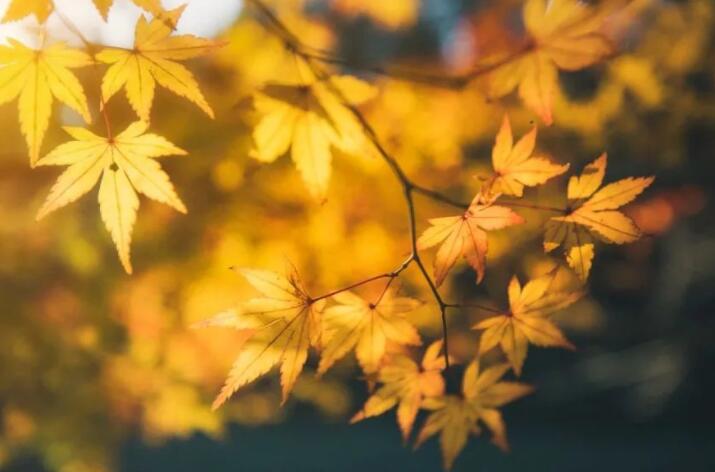 秋天的美景写一段话